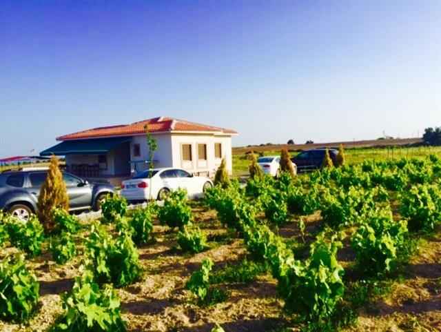 Karina Vineyard House